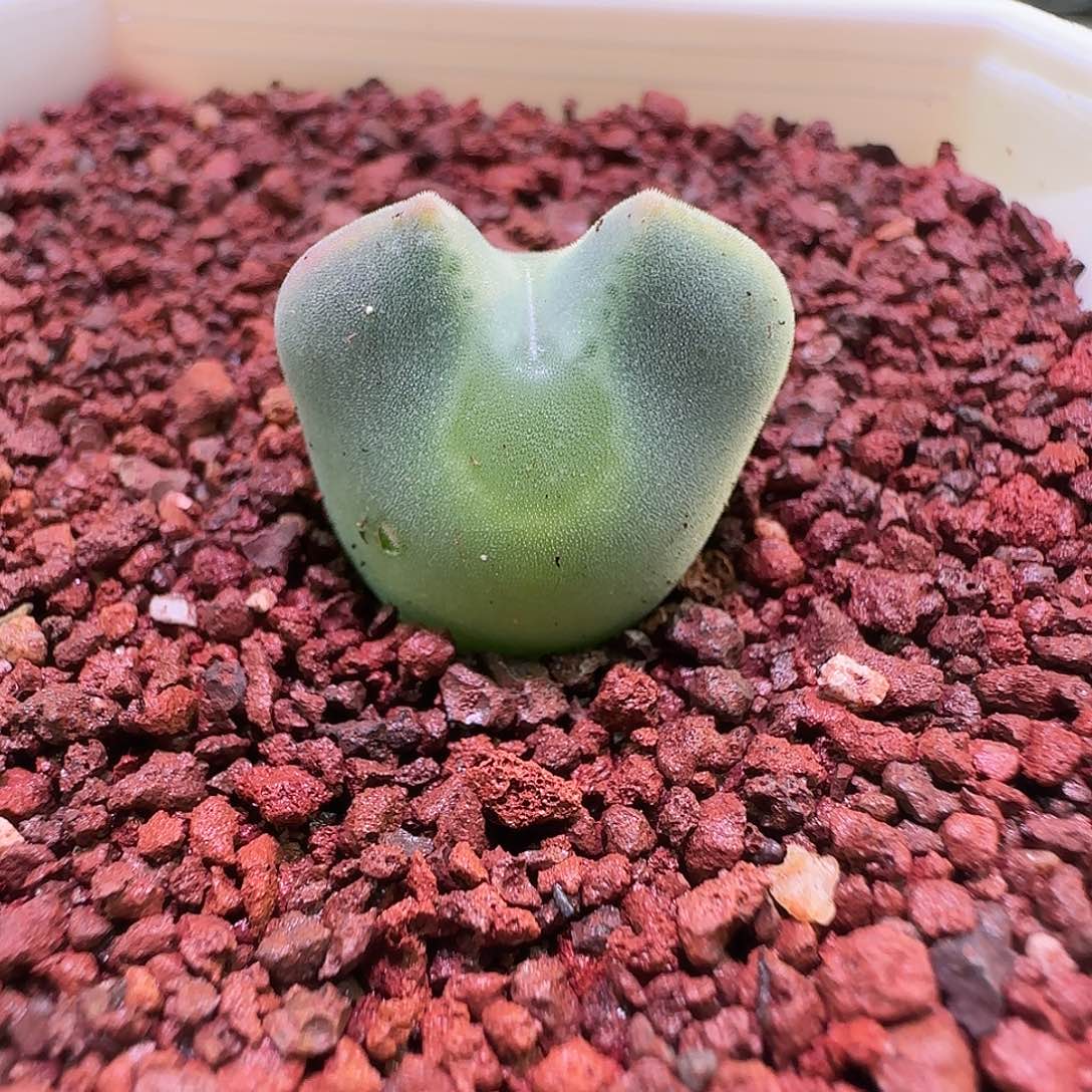 1.9猫耳空蝉。     429