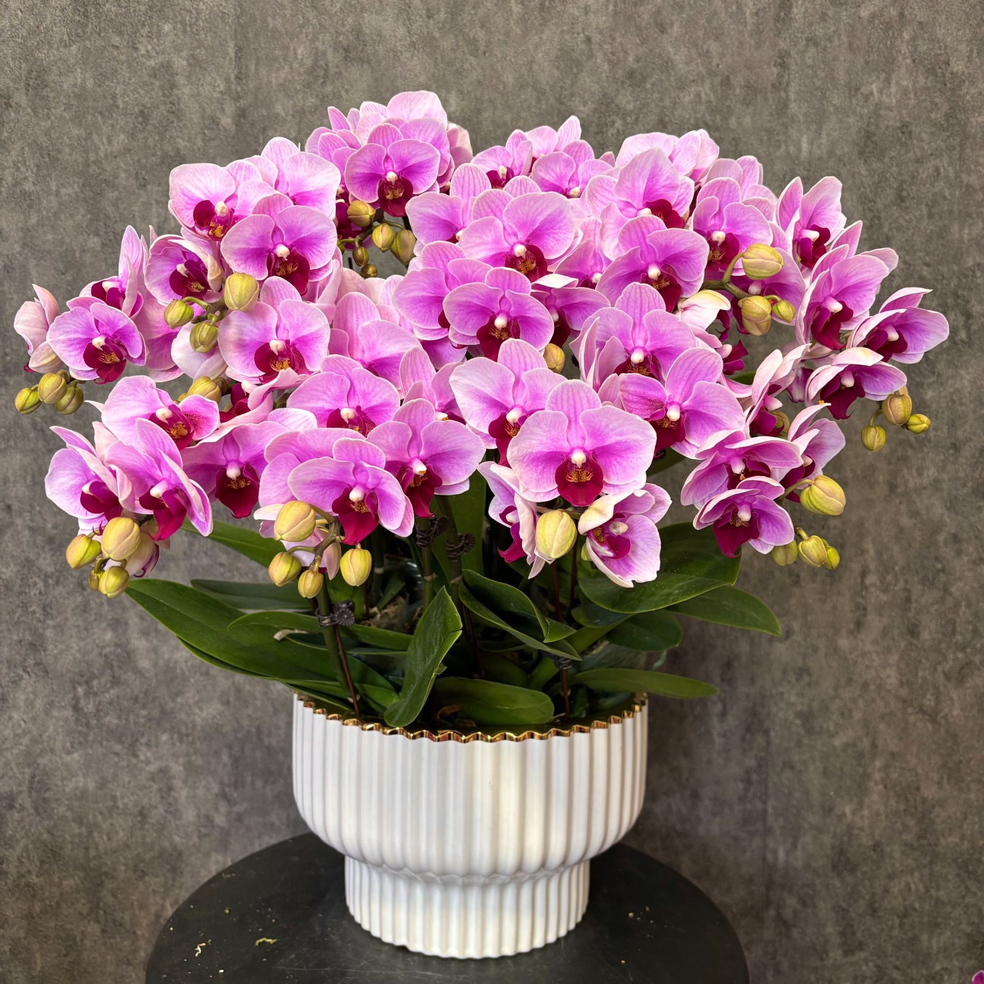 【宝贝-蝴蝶兰】 鲜花绿植  好养花期长  室内观赏花