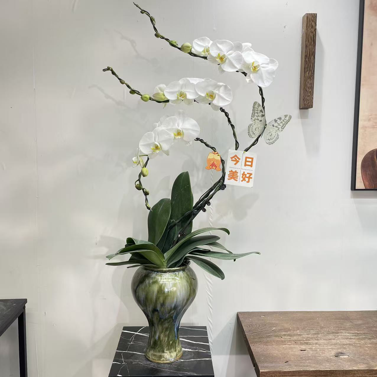 【大白蝴蝶兰】黄橙撞色多梗带花苞 弯梗艺术造型 山水纹陶瓷盆