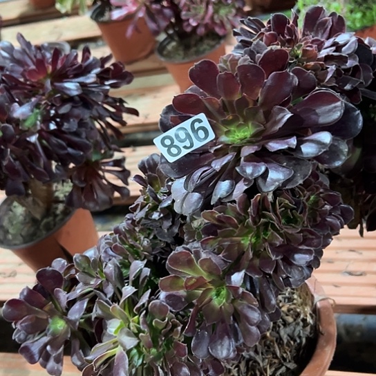 琴***姐多肉植物一个欧子896