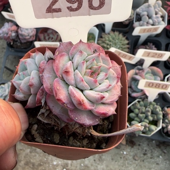296天鹅绒多肉植物多