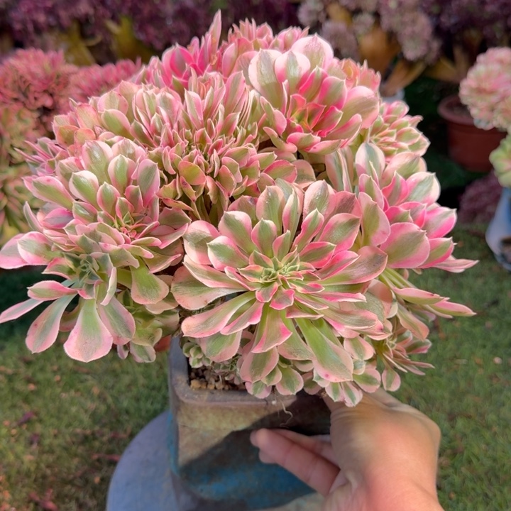 糖果女巫法师锦缀化299有伤