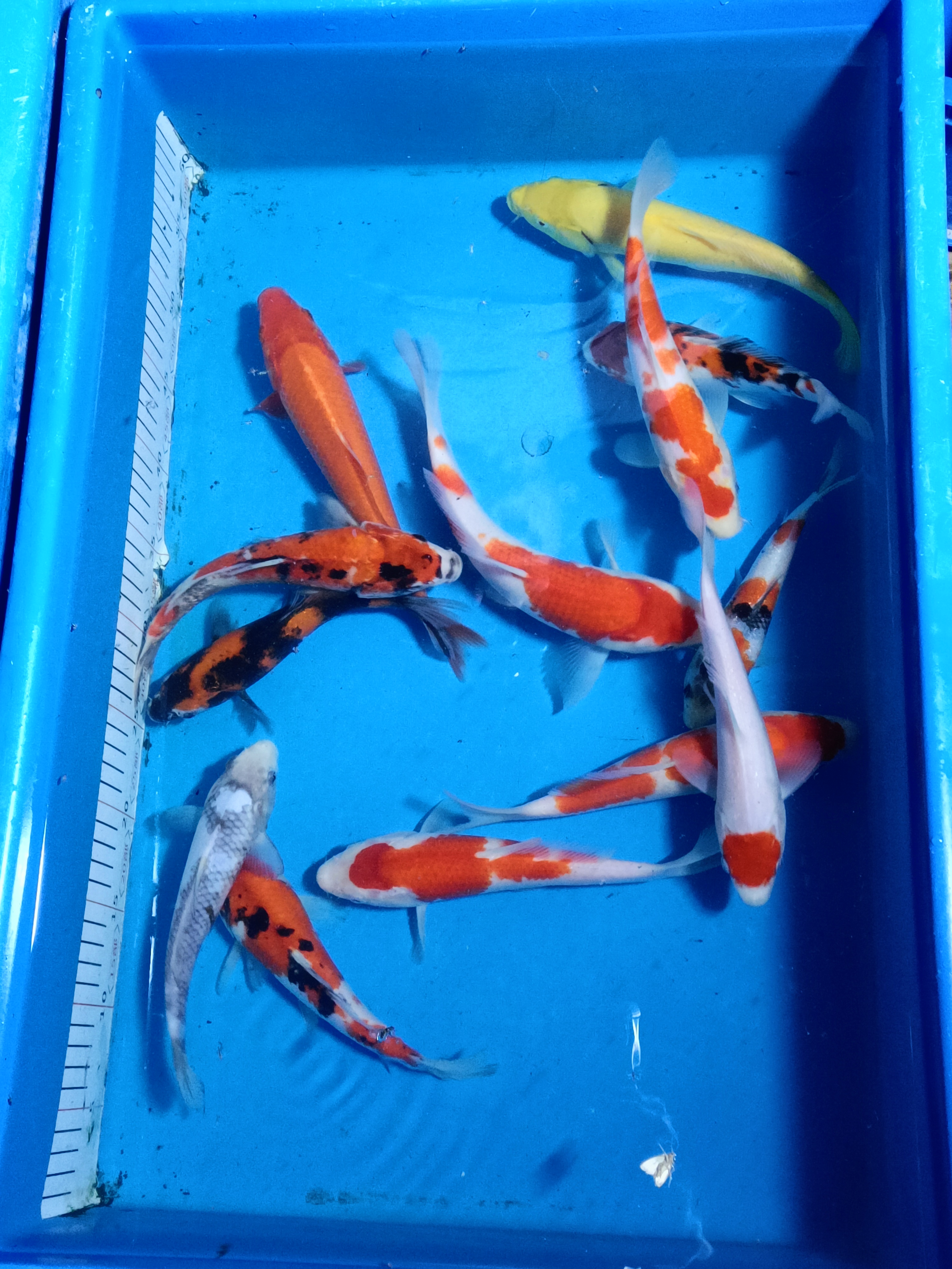 精品锦鲤包邮包活到家需拍快递员在场开箱视频为售后凭证