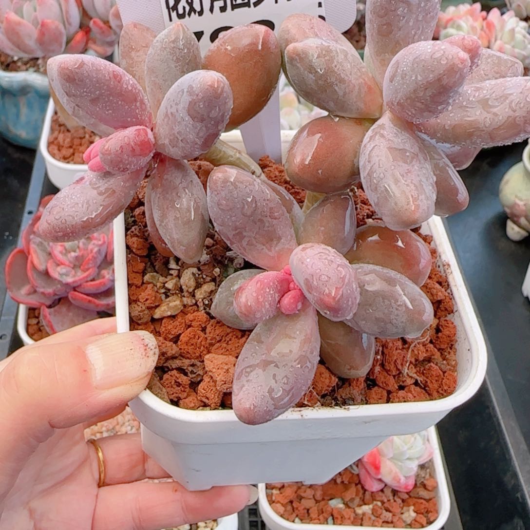 多肉植物7929……………