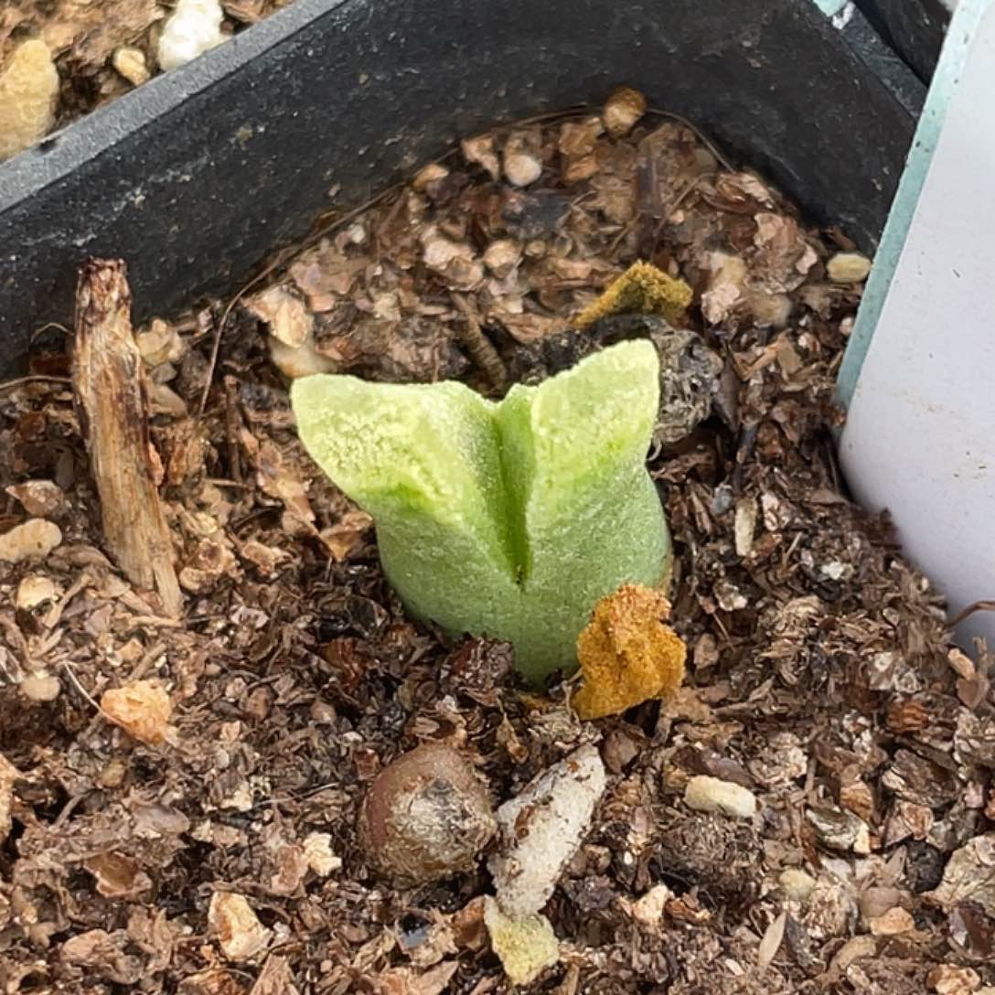 11-120冰风铃多肉植物