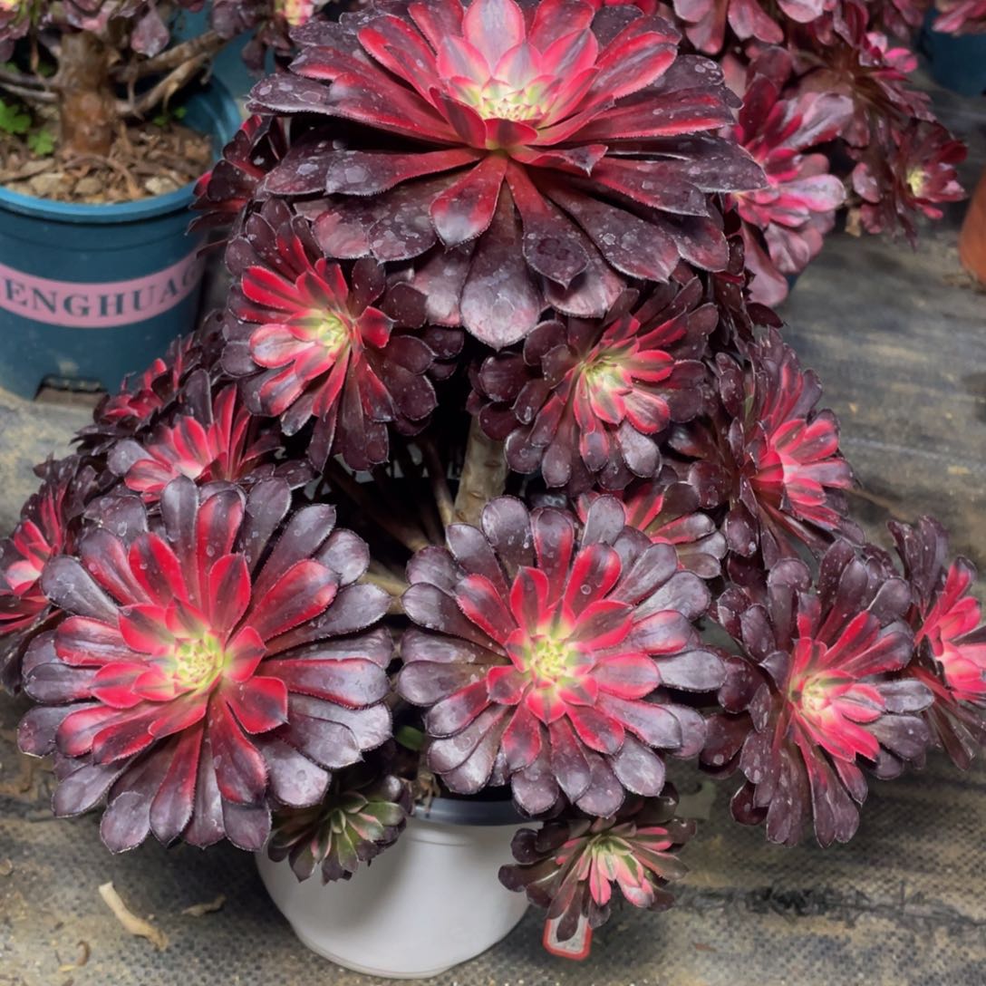 764月亮女神精品法师老桩