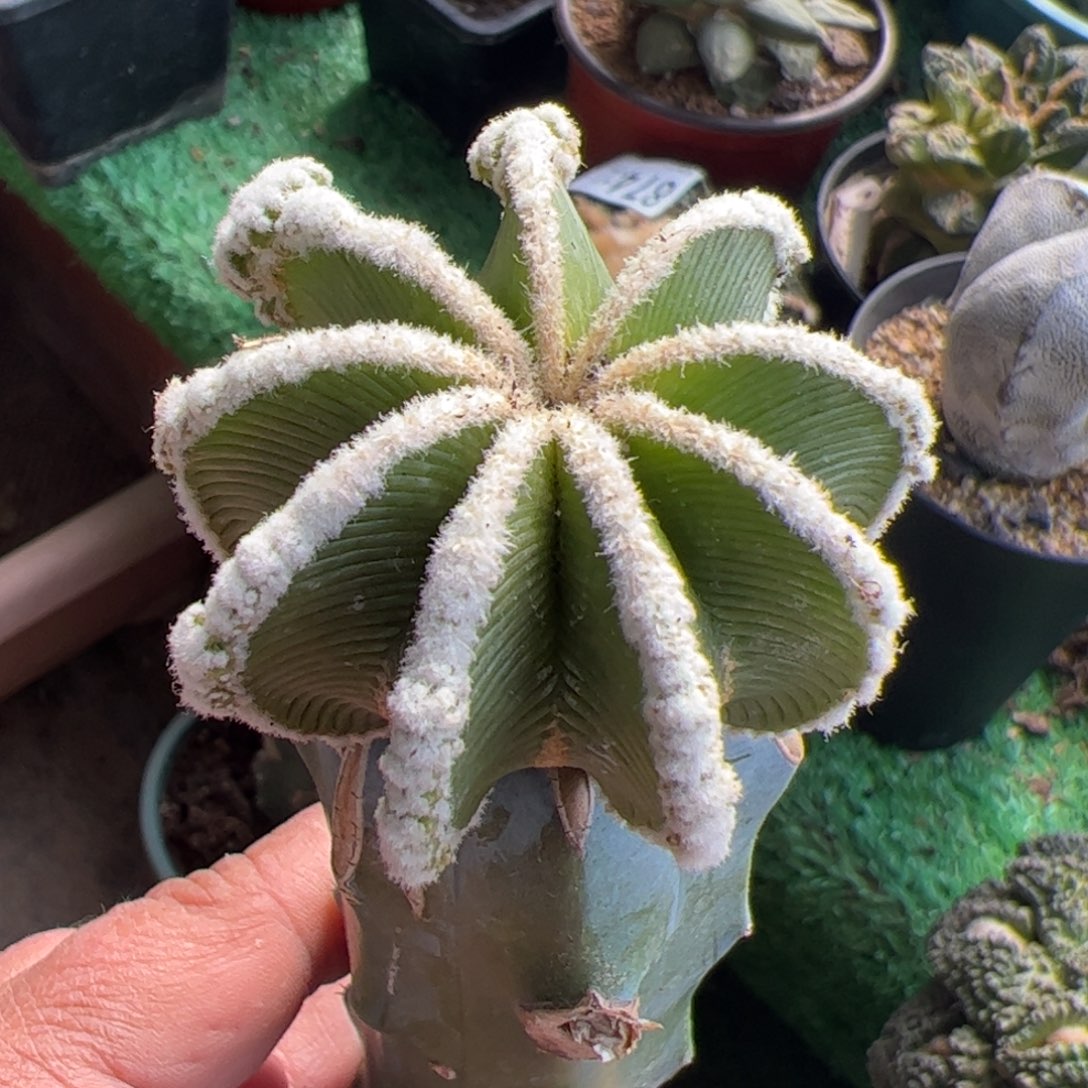 辛顿花笼仙人球875