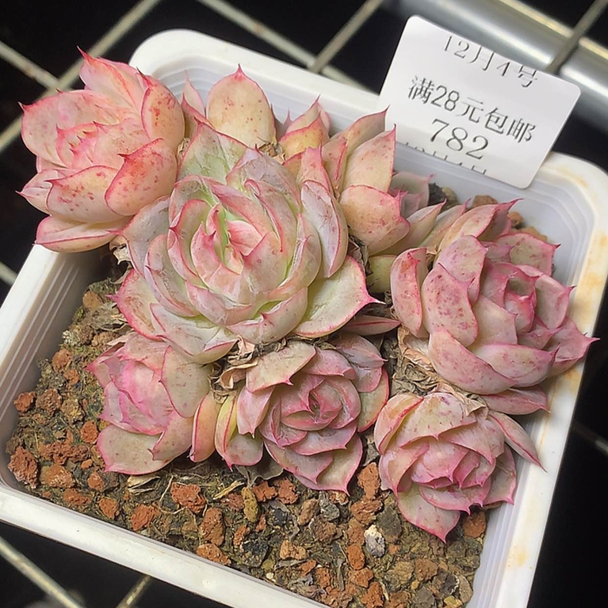 【闪购商品】云782号