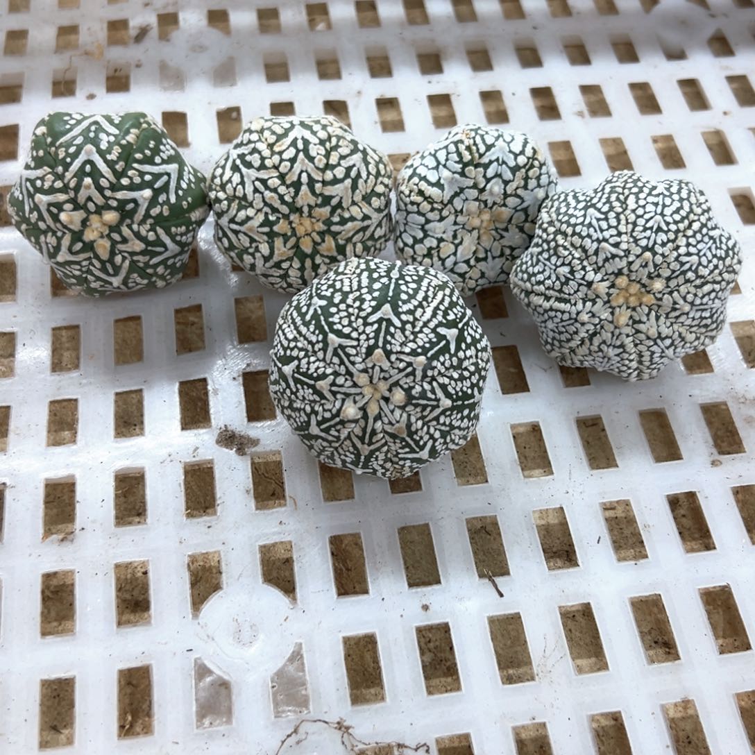 下播福利兜仙人球多肉植物