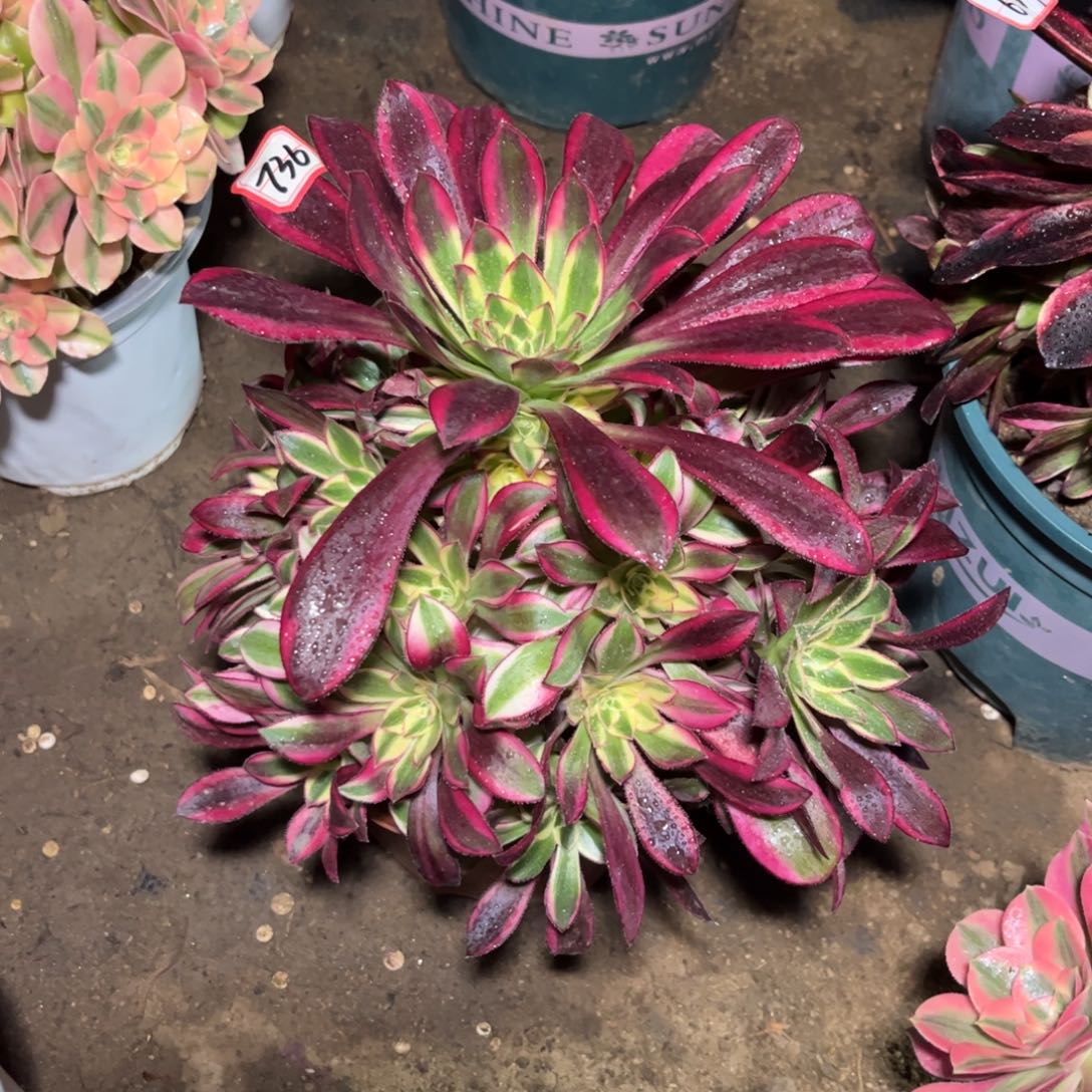 736多肉植物冰淇淋