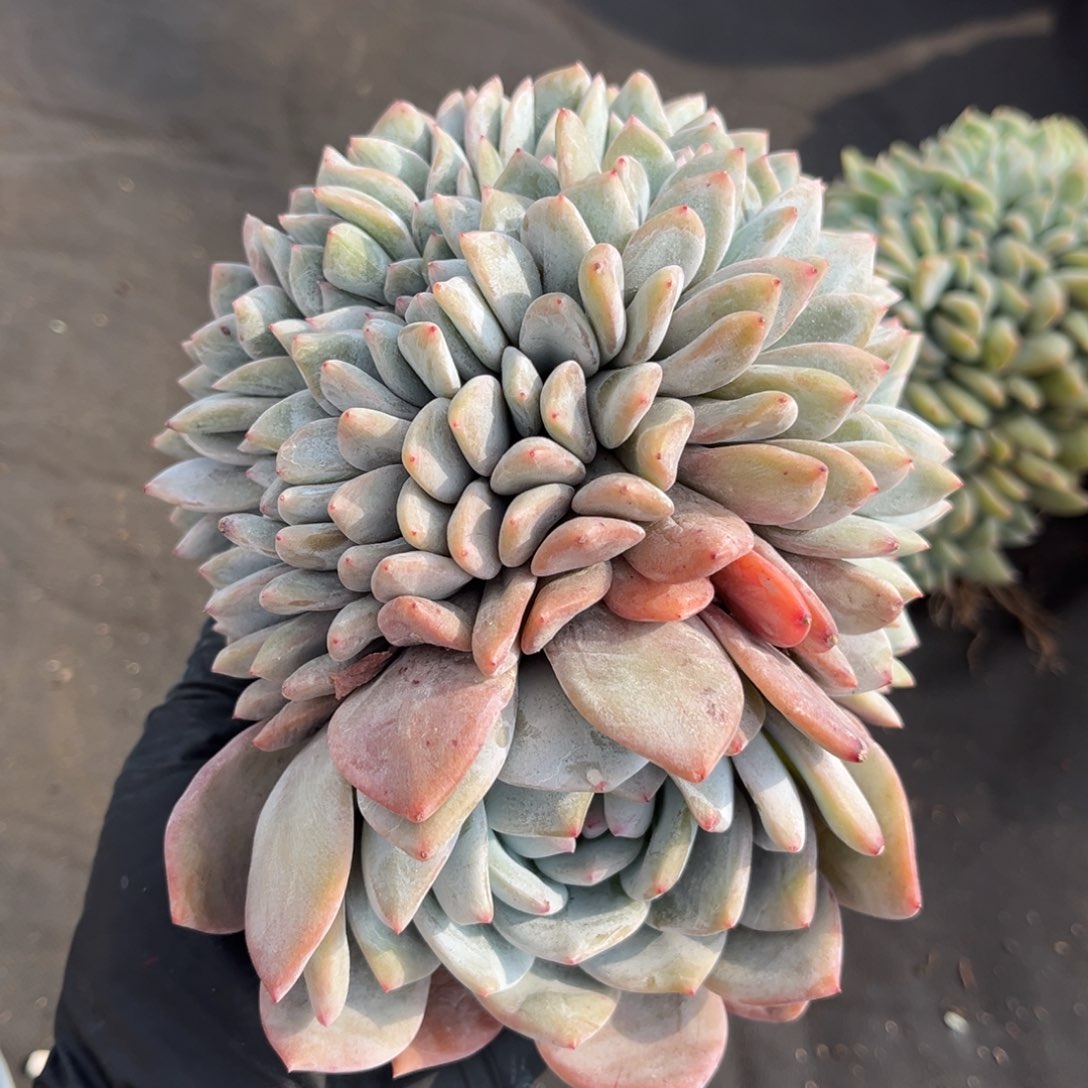 石榴籽星影缀化22368885899