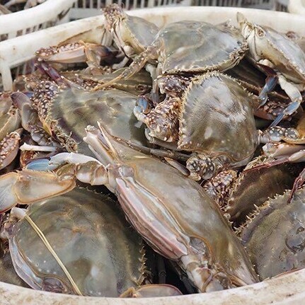 【昆明小时达】寻鲸记鲜活梭子蟹默认打氧运输过程中可能会缺氧介意勿拍