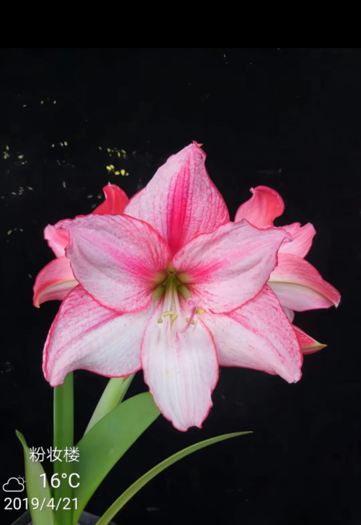 济南小龙自育单瓣朱顶红切球苗包对版缓苗快好养活