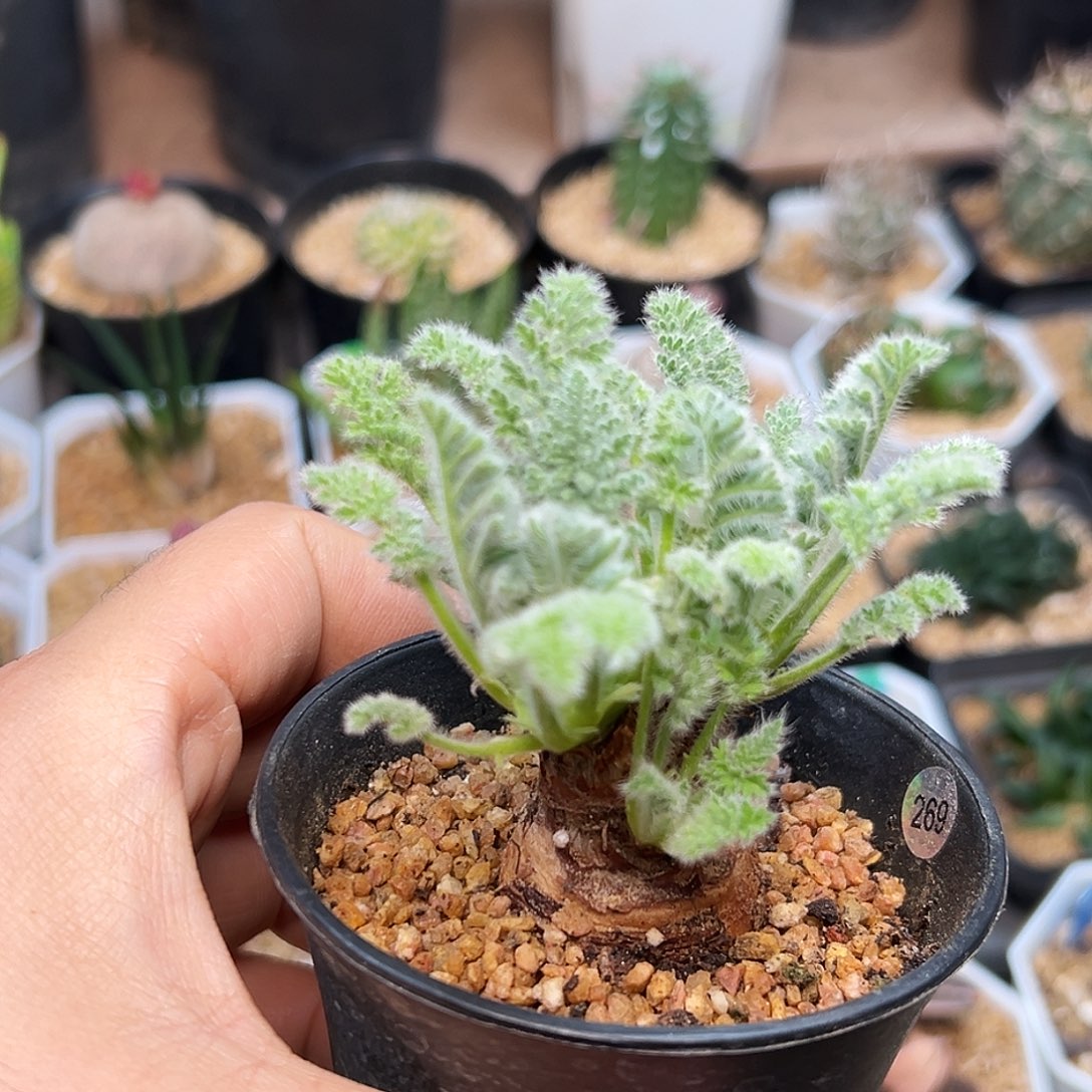 羽叶洋葵母本一颗一颗