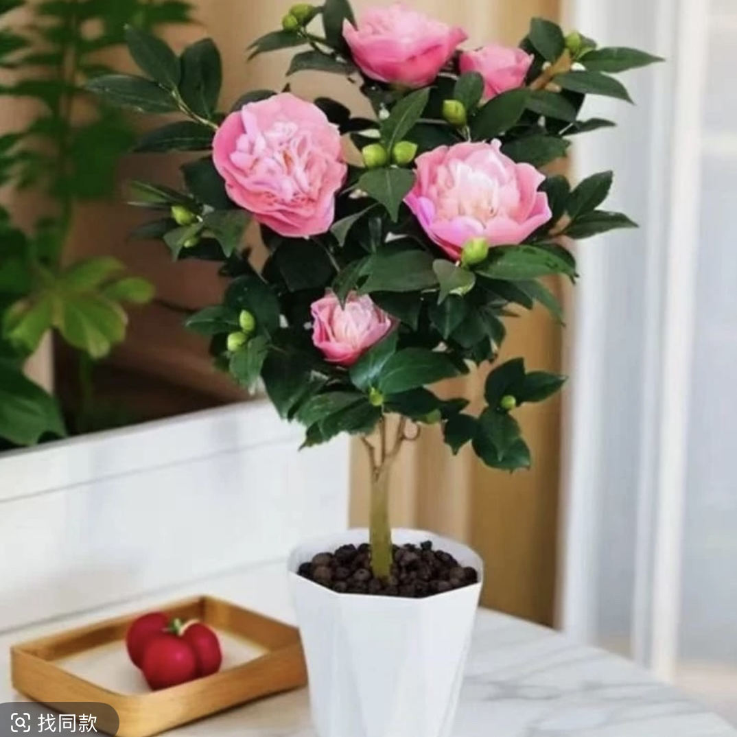 带花苞送花盆香味好养易活的香妃茶花盆栽四季可养于室内阳台