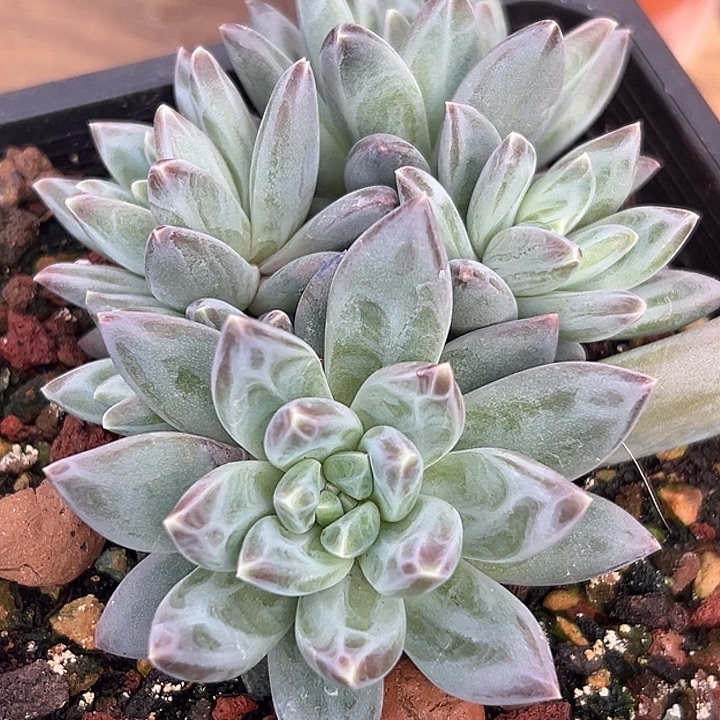 美人特价一物一拍