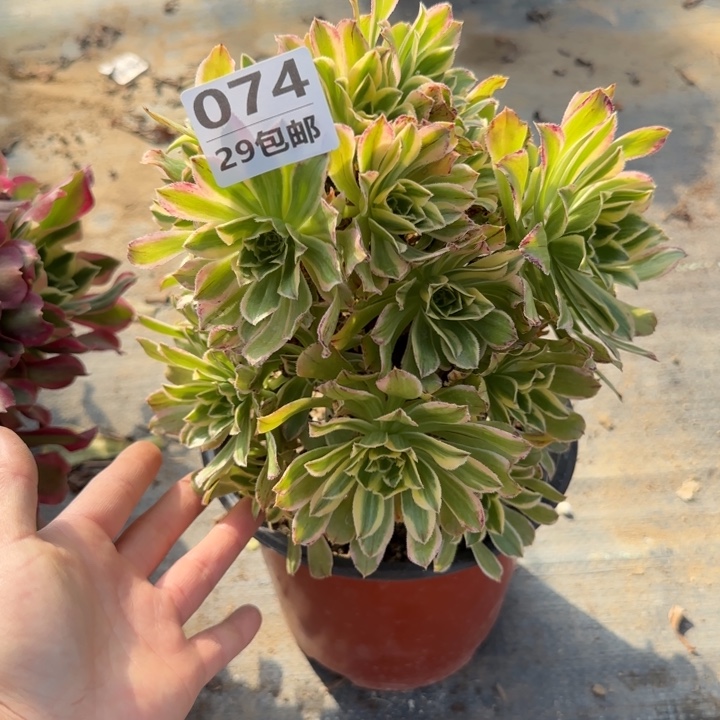 艳日伞……多肉植物……