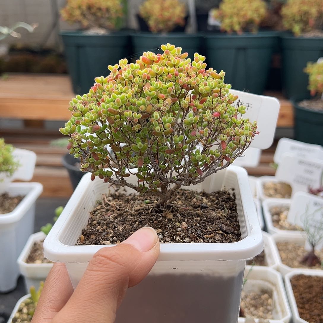 545号密橘糖球12.13多肉