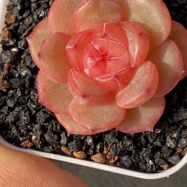 天官赐福百无禁忌