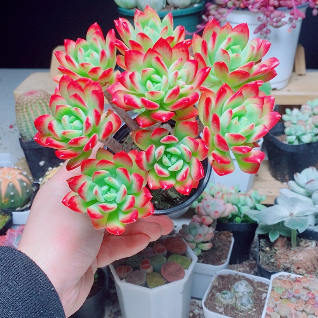 红稚莲直播间一盆1号肉肉肉肉