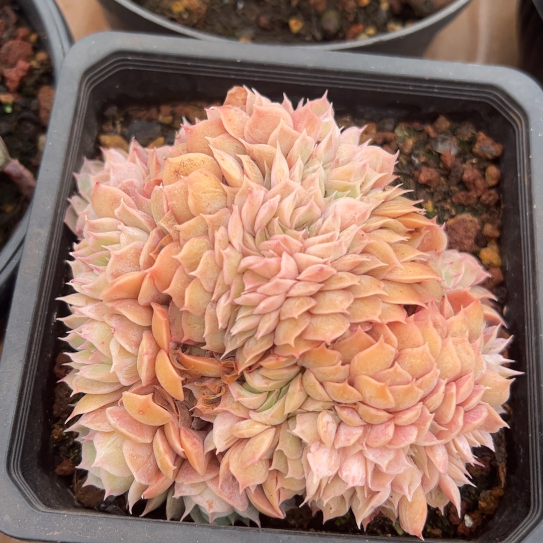 昂首诺缀多肉植物好看