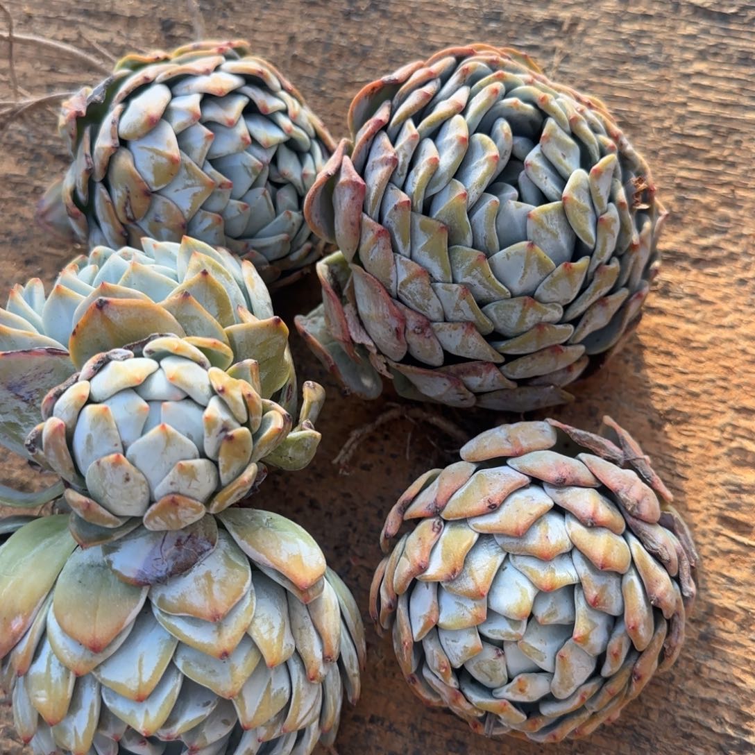 四颗单位心11111号就开始