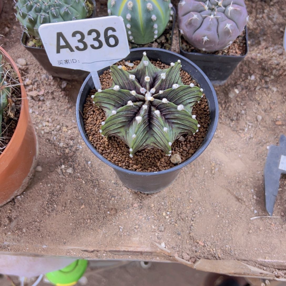 好***高3333333333333333