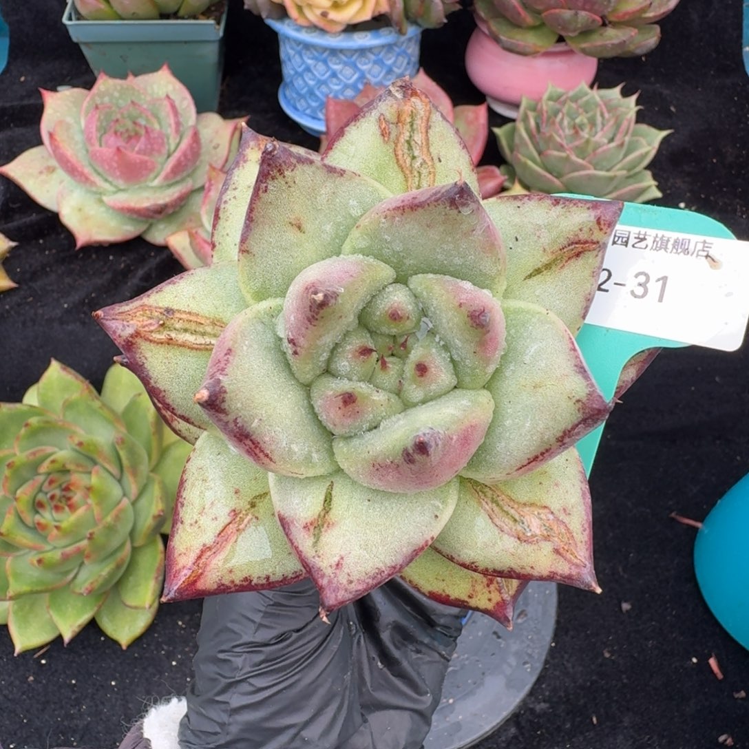 从前慢多肉精选编号1102.31