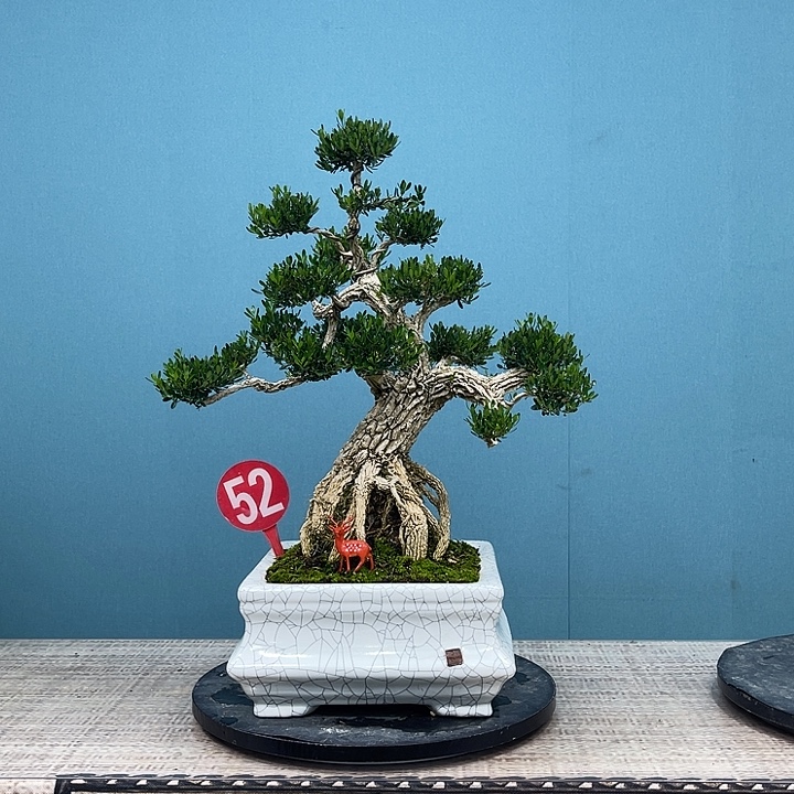 以实际为准精品黄杨老桩