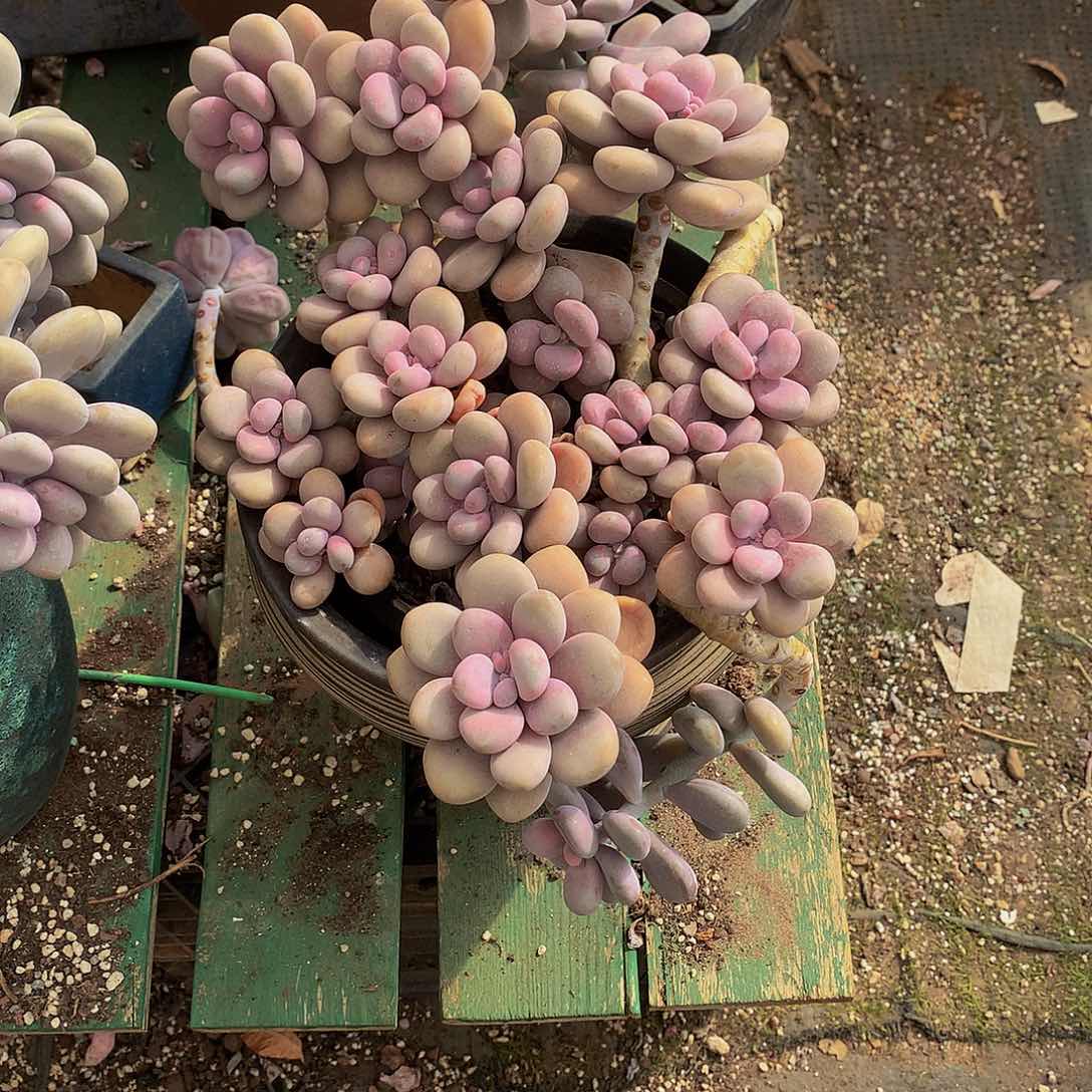 可*哆一物一拍bao y