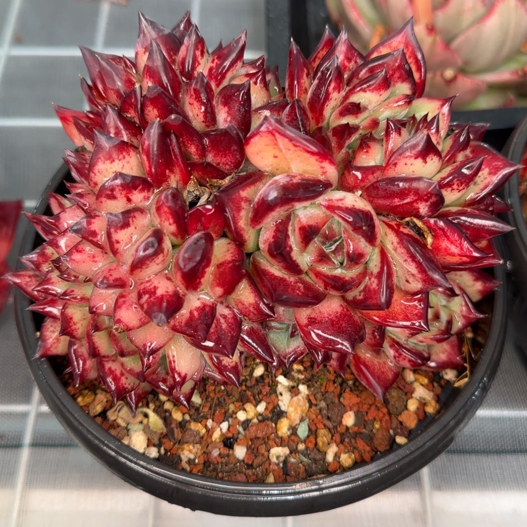 从前慢花园精选多肉红拉糖缀