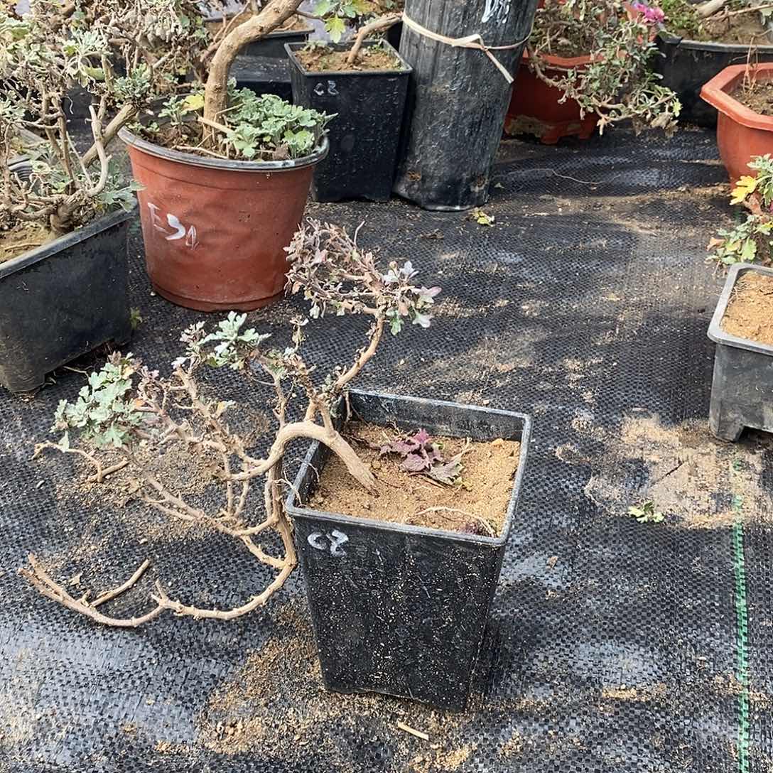 幸***样完全开放野知白峰