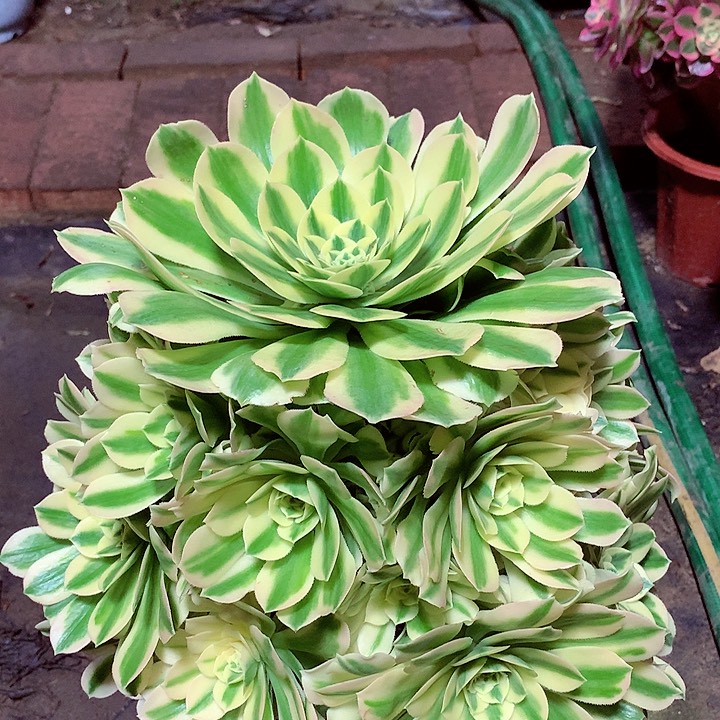 迈巴赫，多肉植物