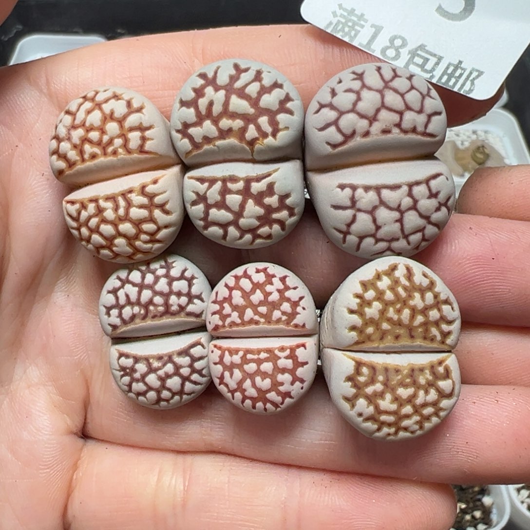 【闪购商品】175……