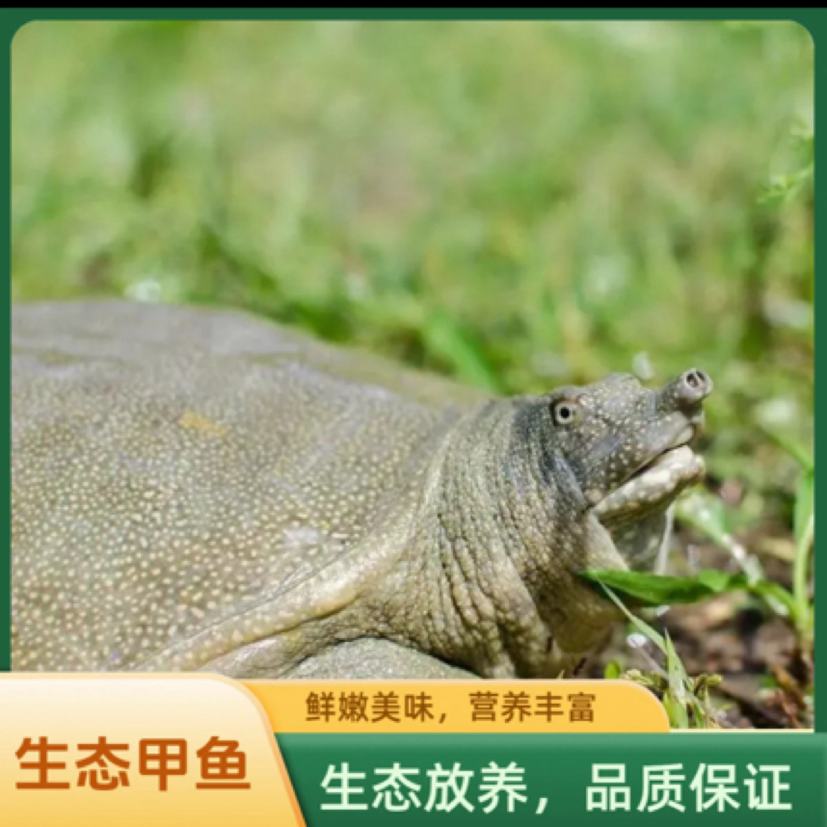 生态外塘鲜活甲鱼老鳖 瑕疵福利款 一物一拍 现挑现选