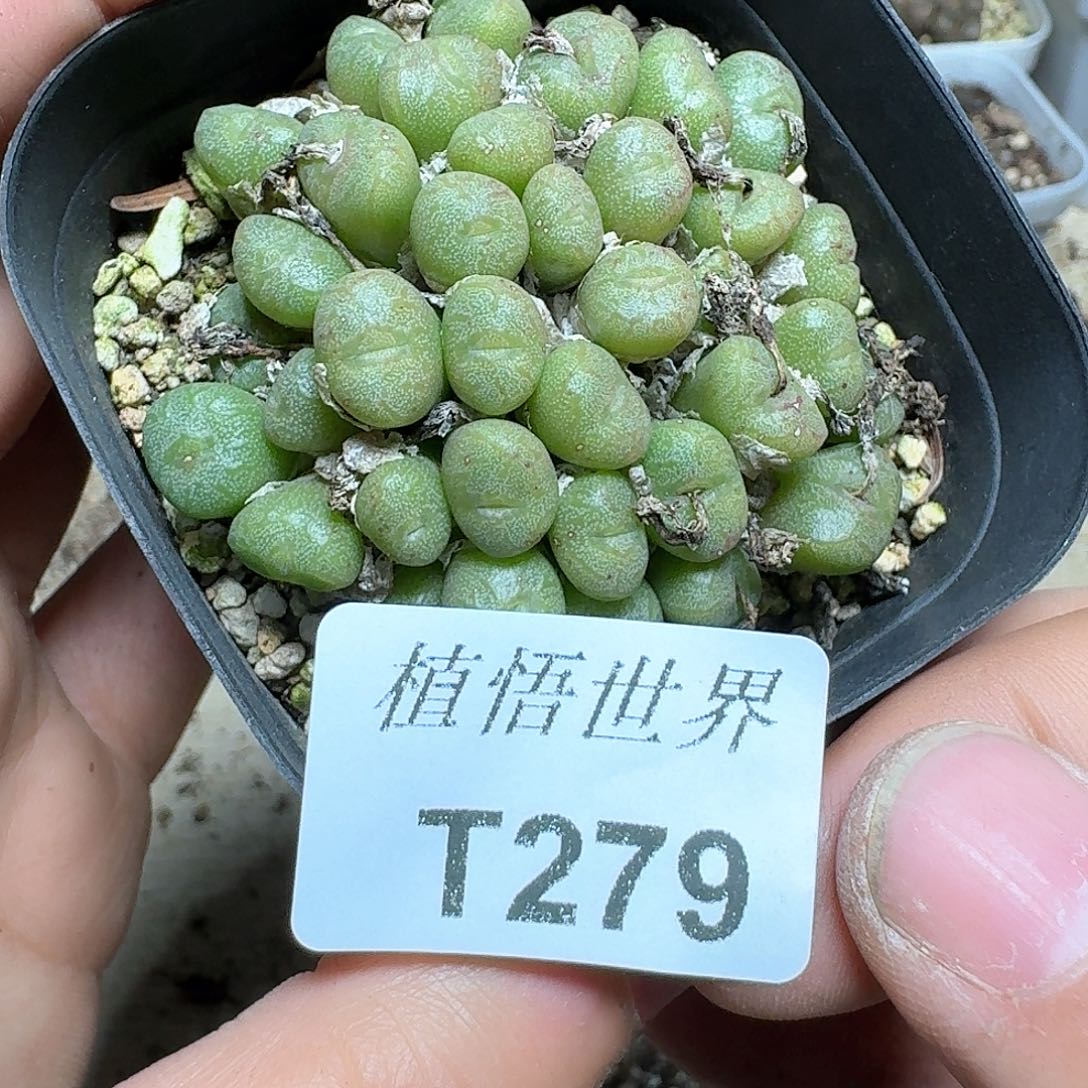 279号多肉植物哇c c