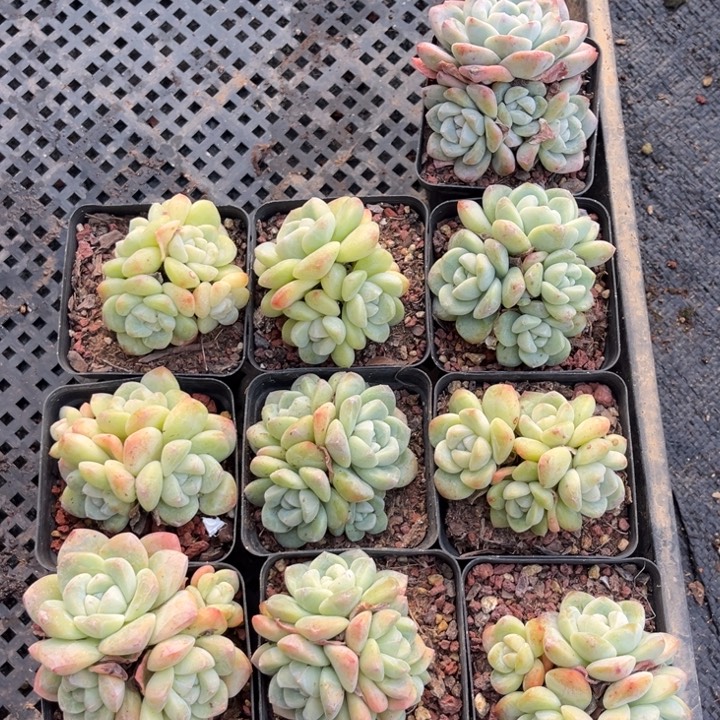 冰玉多肉七方盆一组5号