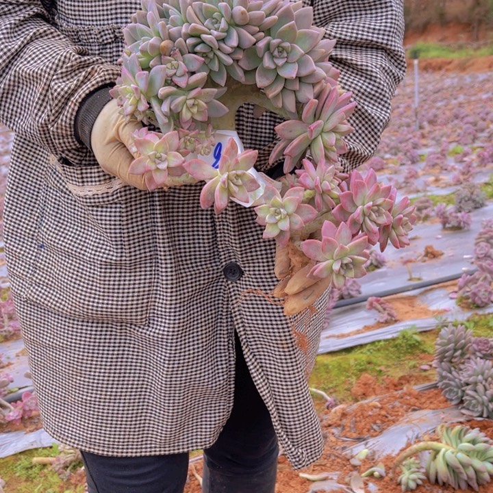 8一无一拍多肉多肉