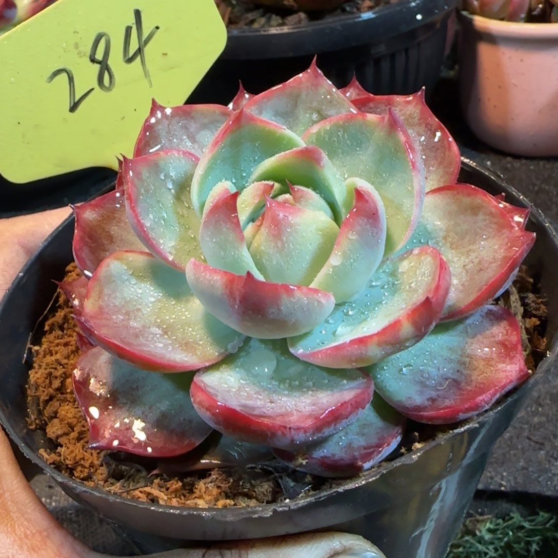 惊鸿一物一拍包装收缩花旱284