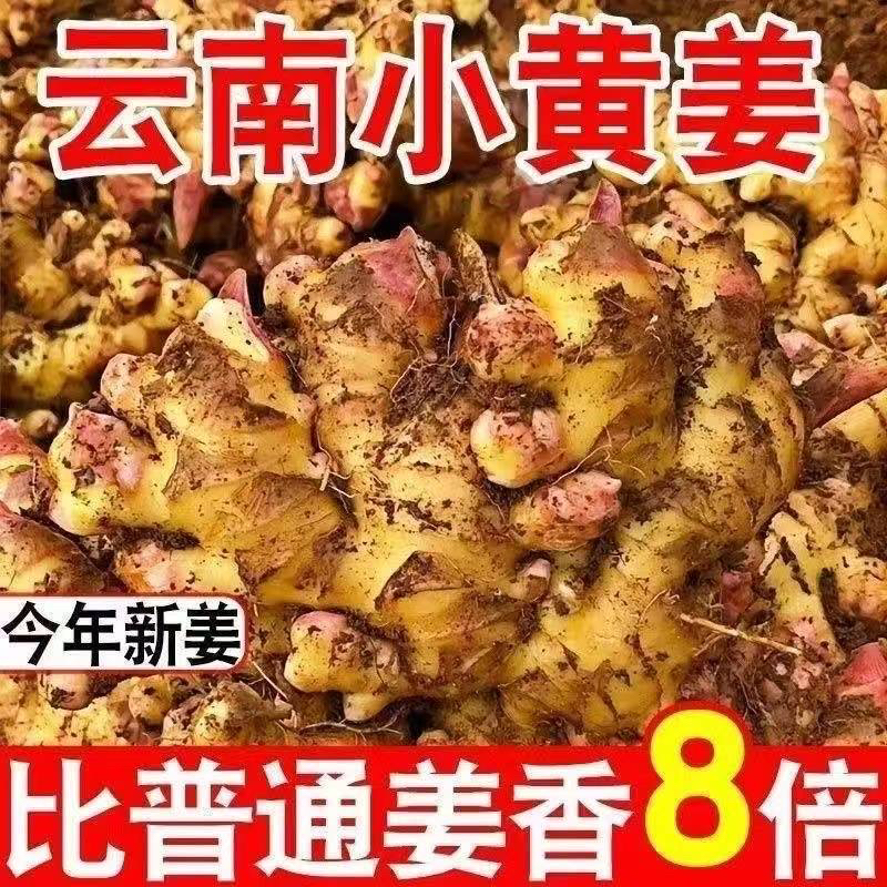 云南高山小黄姜新老姜新鲜蔬菜月子姜3-5斤