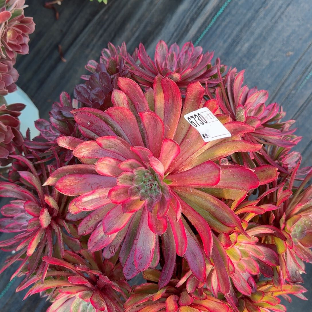 6730紫霞多肉多肉