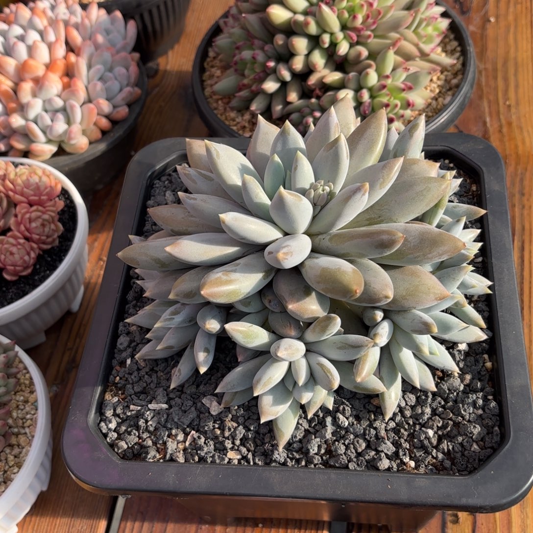 彩胖体哥特萝莉多肉植物