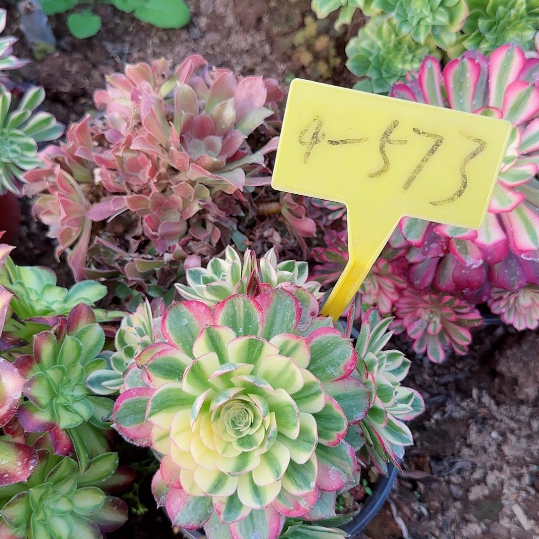 4+573--海王多肉植物