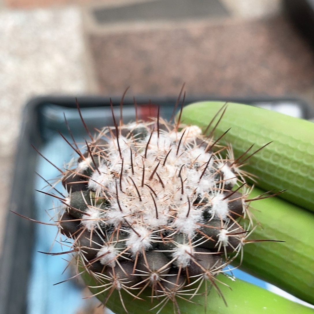 实生乳突球仙人球