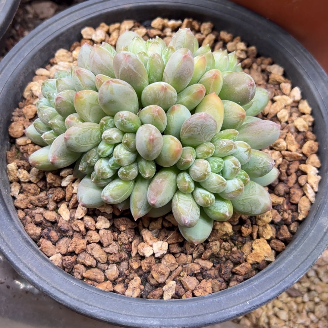 咖啡豆美人 夏鸣园艺