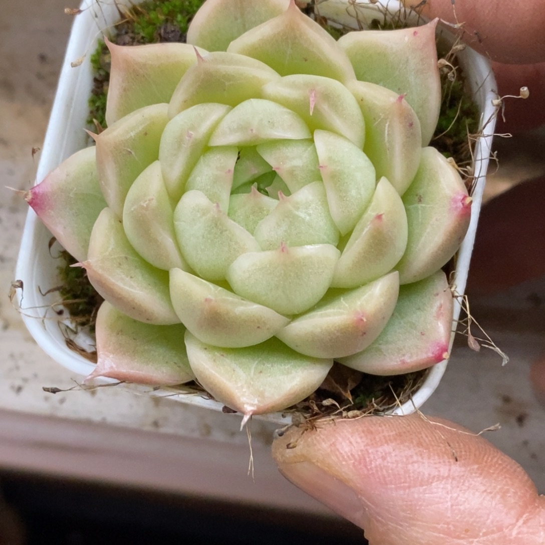 精品多肉一物一拍不包整277