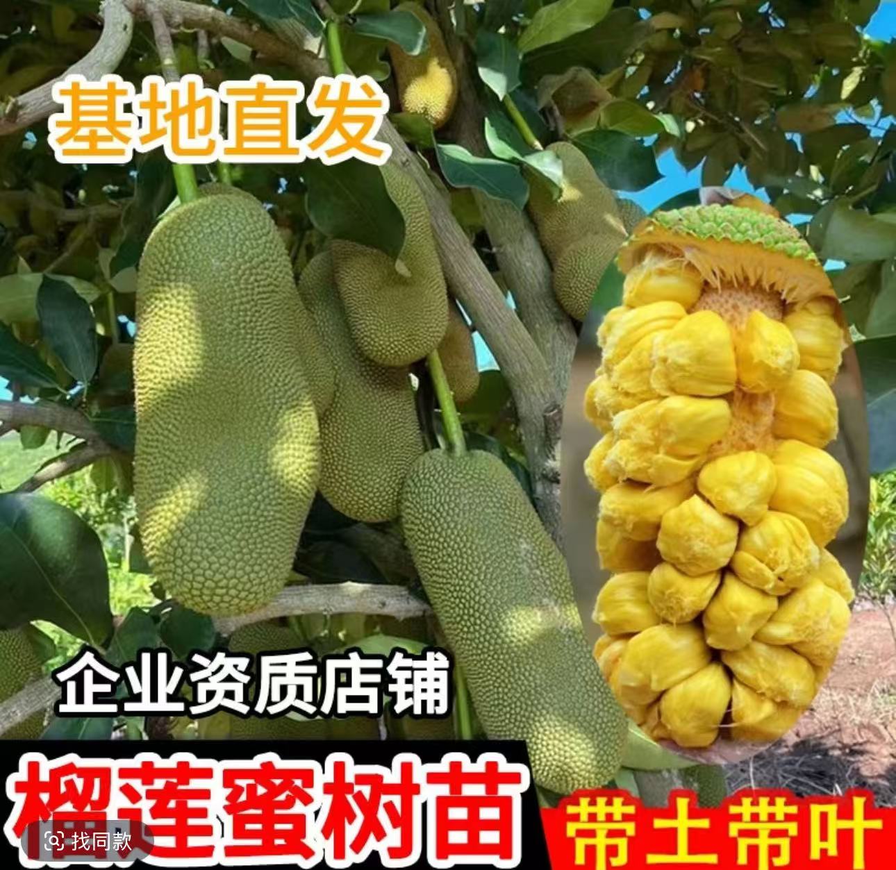 新品种榴莲菠萝蜜树苗嫁接苗正宗海南长孟尖榴莲蜜果树苗当年结果