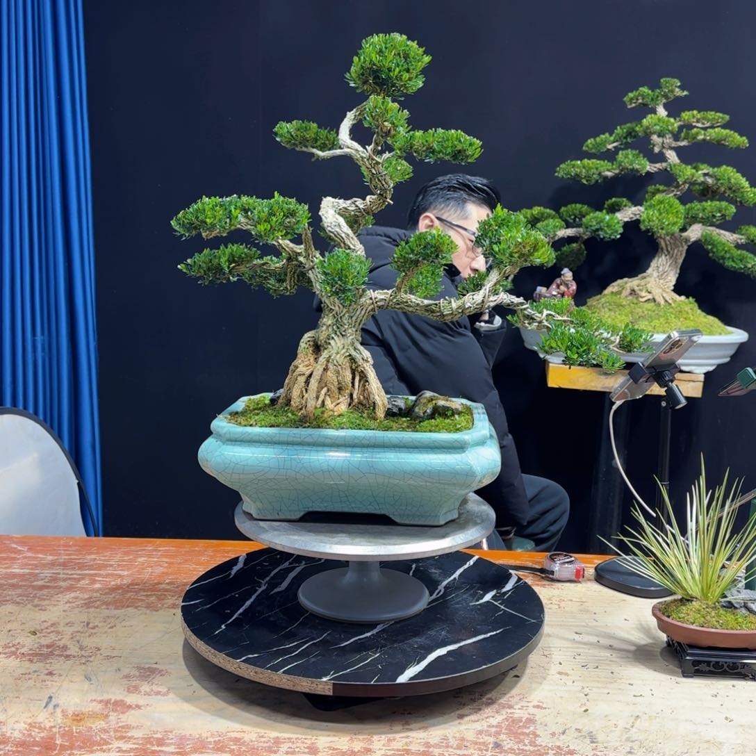 黄杨室内室外盆景艺术