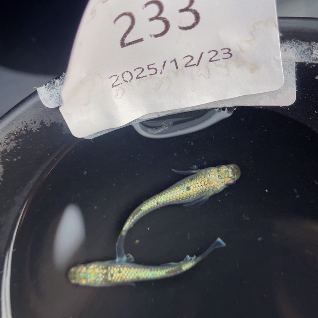 青鳉鱼233美伦一对