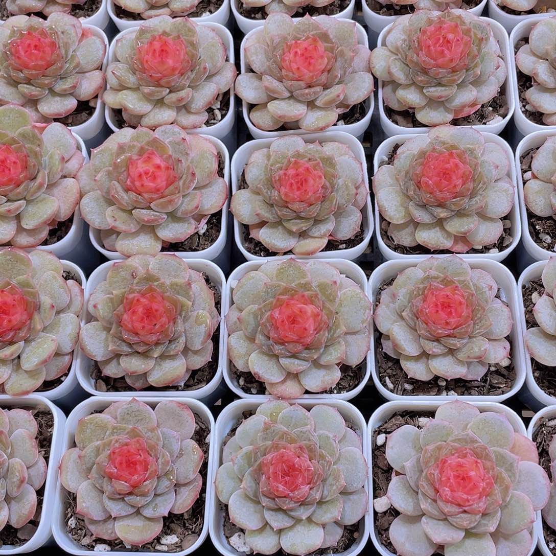 量拍1号 青盏珍妮单头2个